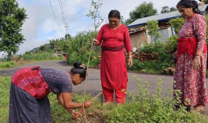 रामकोट सडकमा रुखसँगै उम्रिएको आशा