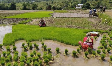 डडेल्धुरामा ६० प्रतिशत रोपाइँ सम्पन्न
